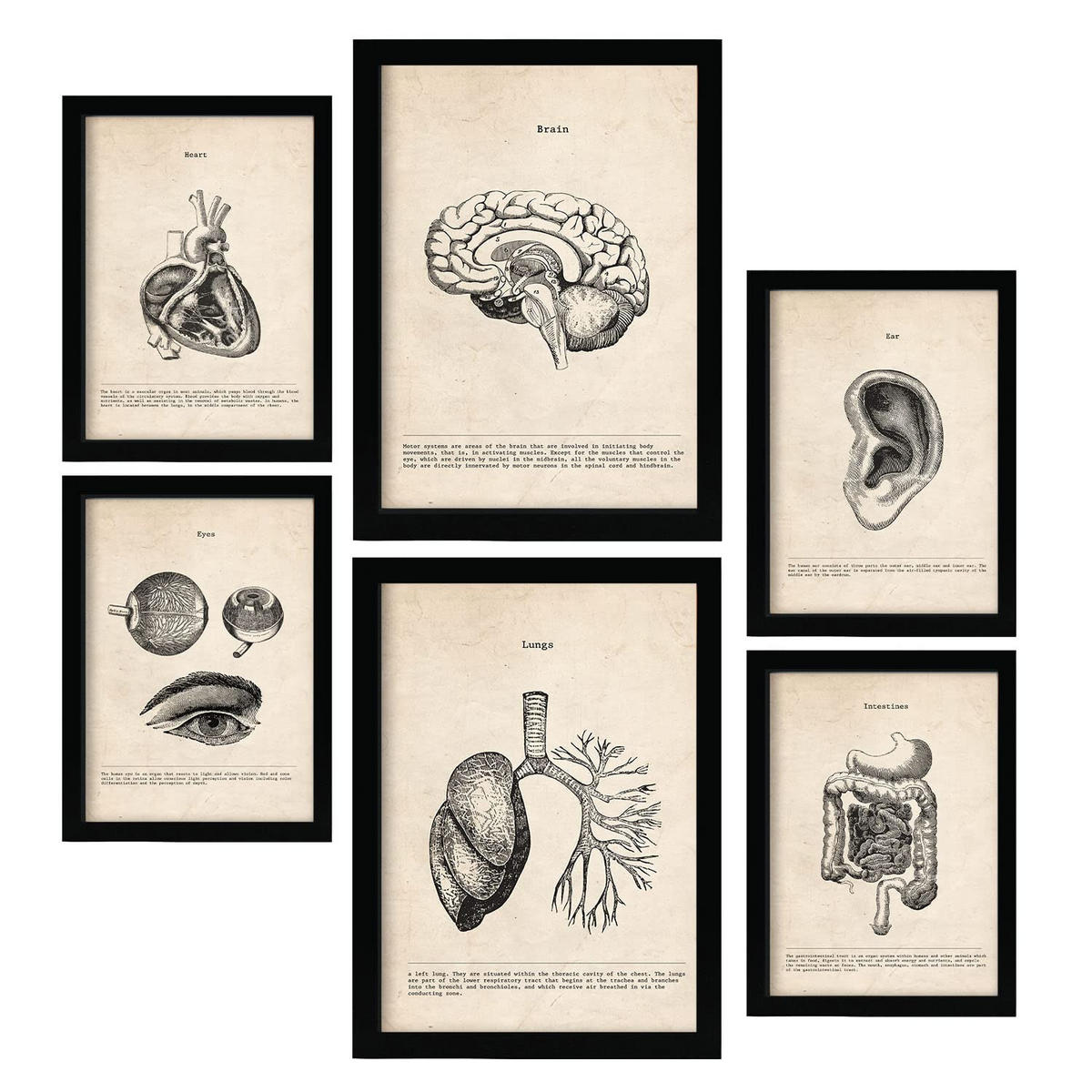POSTER Set Mit 6 Organanatomie Größe A3 & A4 Schwarzer Rahmen - Schwarz, Papier (29.7/1cm) - Nacnic