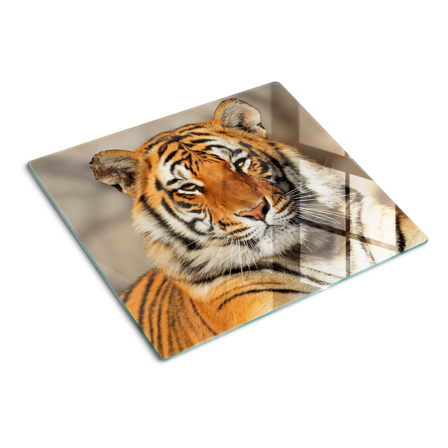 GLASPLATTE 60x52 cm Bengalischer Tiger - Braun, Glas (60/0.4/52cm) - TULUP