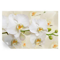 FOTOTAPETE 104x70 cm - Blütenreichtum - Schwarz, Textil (104/70cm) - Wallfluent