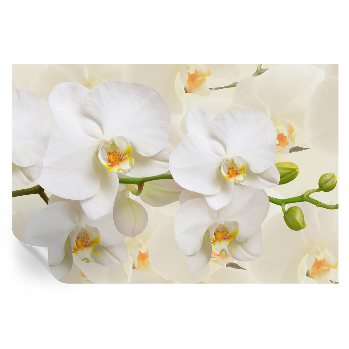 FOTOTAPETE 104x70 cm - Blütenreichtum - Schwarz, Textil (104/70cm) - Wallfluent