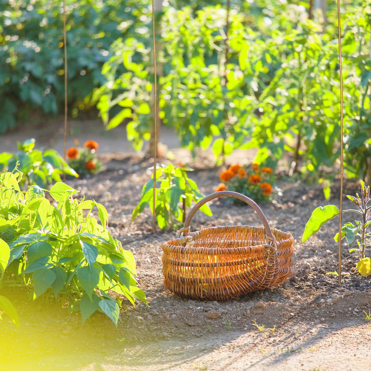 40XPFLANZSTÄBE - Hellbraun, Holz (1.2/120/1.2cm) - Relaxdays