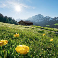 FOTOTAPETE Alpen 400 x 280 cm - Grün, Papier (400/280cm) - Sanders & Sanders