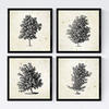 POSTER Set mit 4 Bädern Bäume miese Zweige Weinlese Altpapierhintergrund 20x20cm Rahmenlos - Klar, Papier (20/3cm) - Nacnic