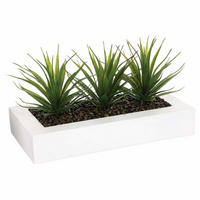 BLUMENTOPF mit drei Sämlingen von Aloe Vera 31/16/17 cm - Grün, Kunststoff (17cm) - Atmosphera Createur d´interieur