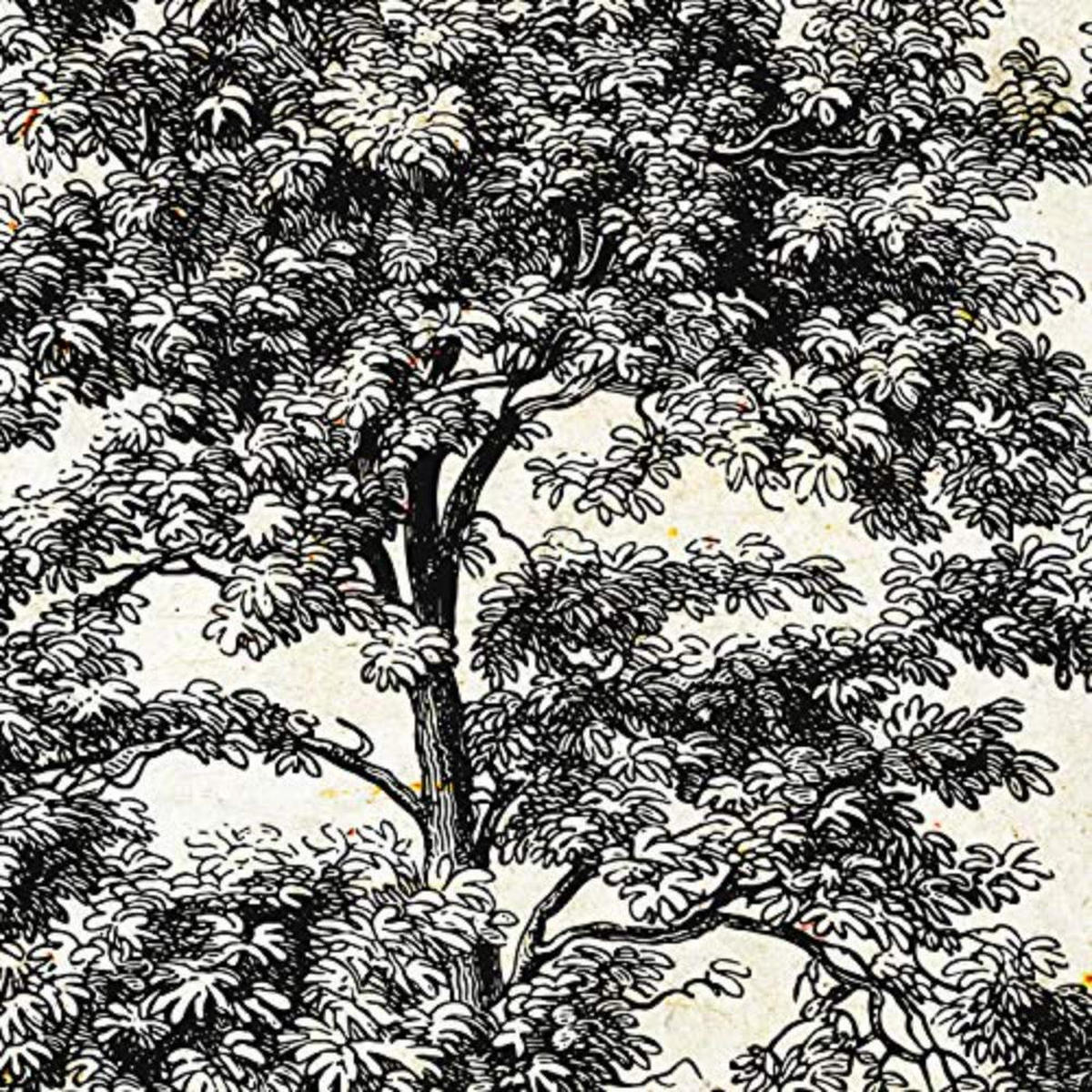 POSTER Set mit 4 Blättern der Bäume ohne Blüten Jahrgang Hintergrund 20x20cm Rahmenlos - Klar, Papier (20/3cm) - Nacnic