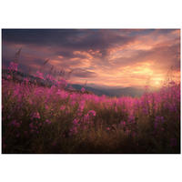 FOTOTAPETE Blumen Wiese Rosa 350x250 cm - Multicolor, Papier (350/250cm) - Wallarena