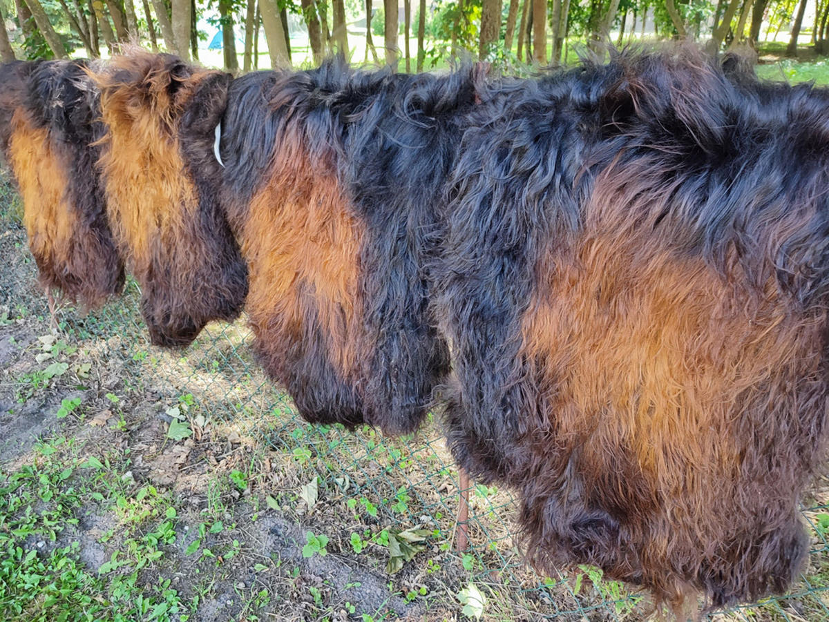 SCHAFFELL Island, schwarz-gold, naturbelassen, ökologisch gegerbt, ca. 120 cm - Goldfarben/Schwarz, Fell (60/120cm) - Provellus