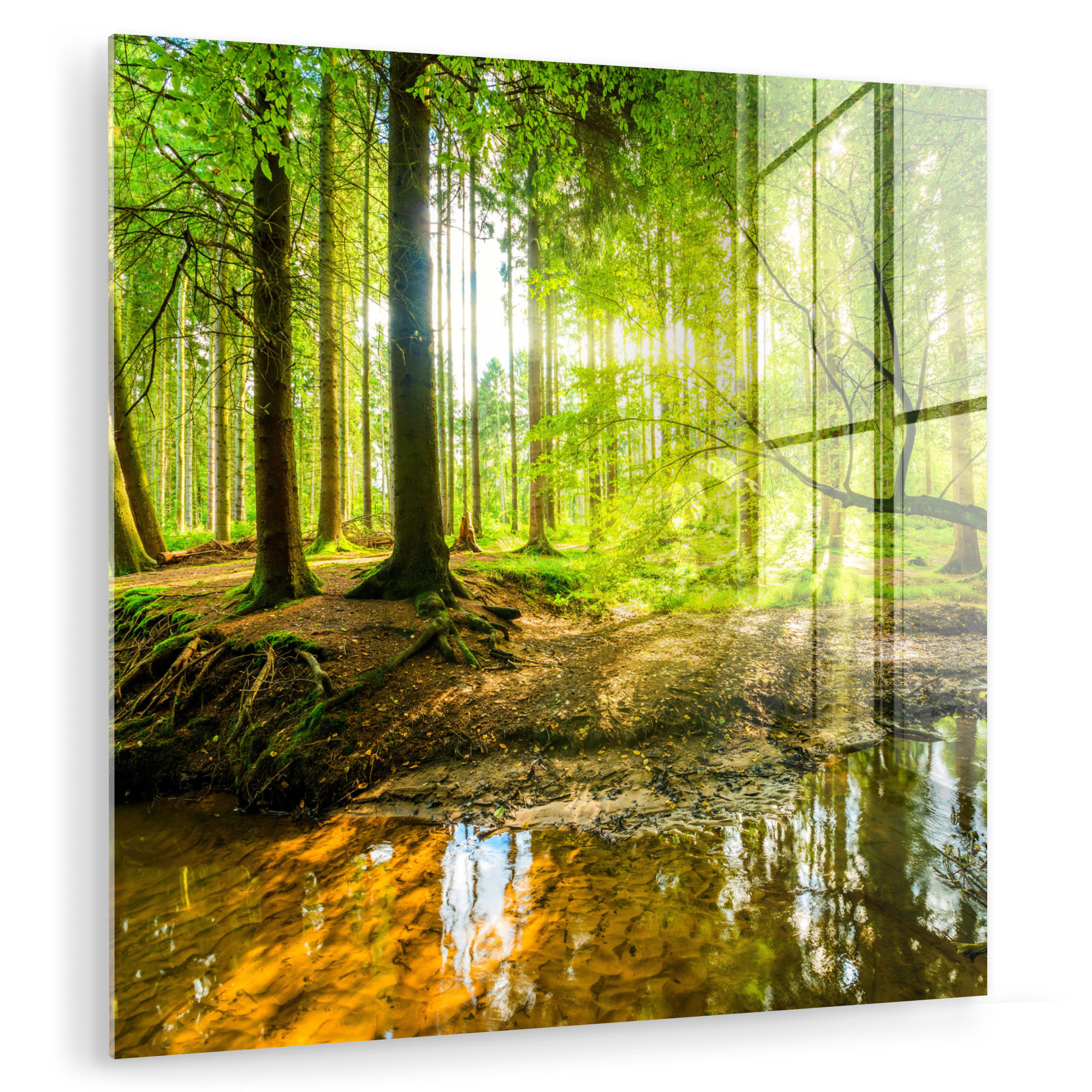 ACRYLGLASBILD Wald - Landschaft - Wasser - Bäume - Sonne - Grün - Natur 50x50 cm - Grün, Glas (50/50cm) - MuchoWow
