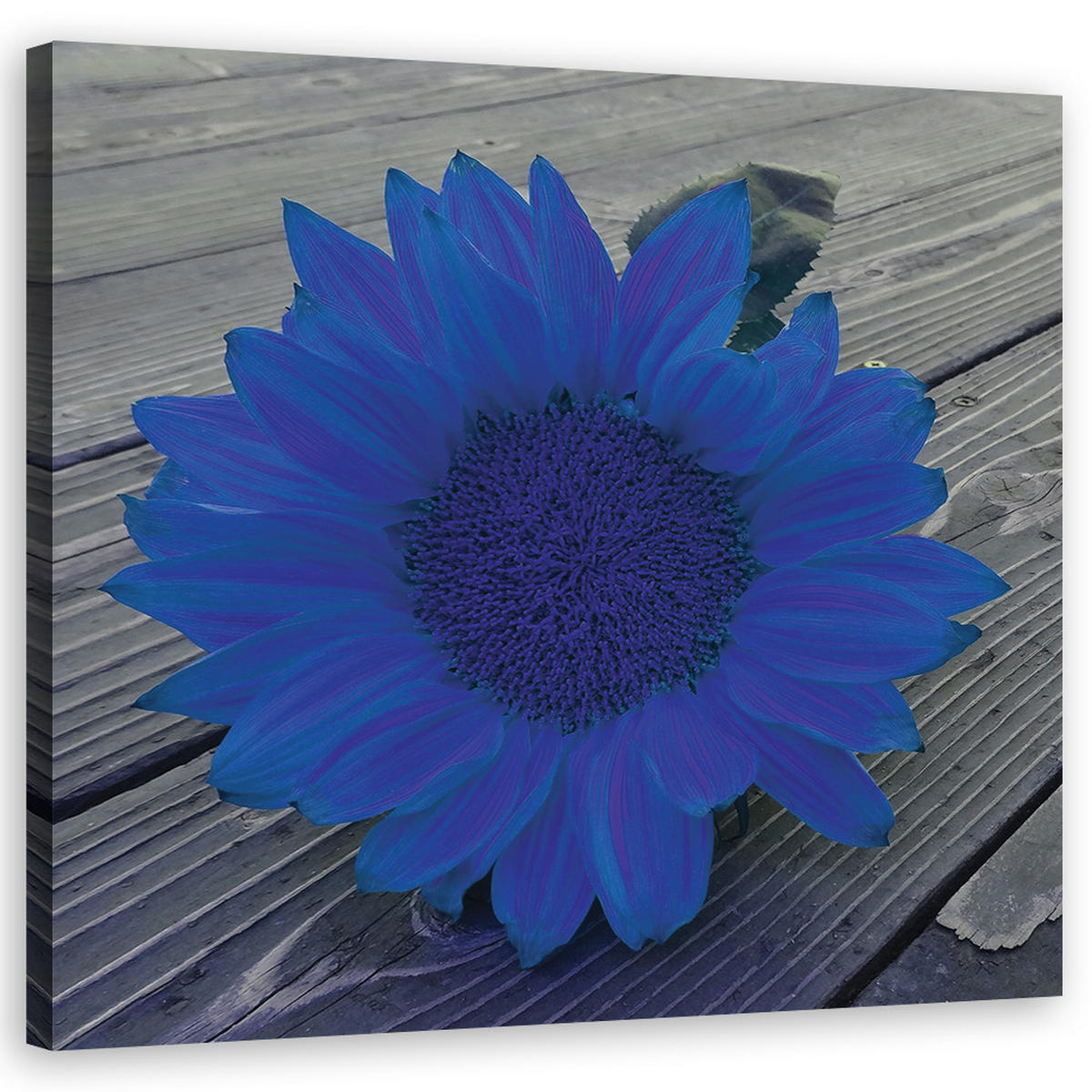 WANDBILD blaue sonnenblume - Blau, Textil (40/40cm) - Feeby