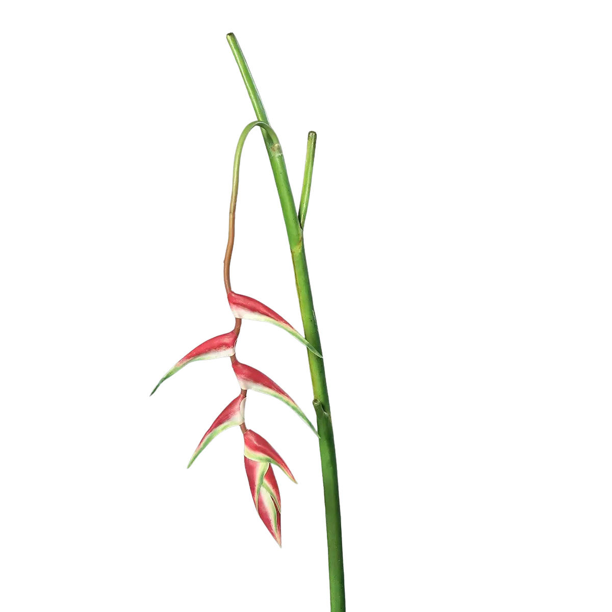 KUNSTBAUM Künstliche Helikonie - Gerko 116 cm - Grün, Kunststoff (116cm) - aplanta