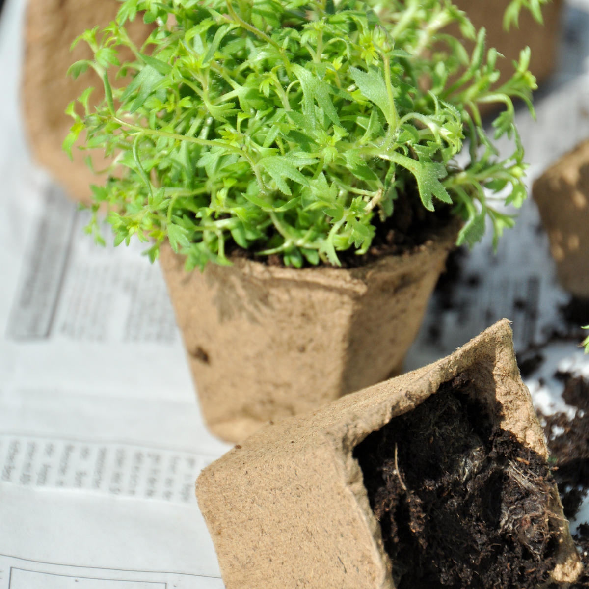 240XANZUCHTTÖPFE - Hellbraun, Papier/Kunststoff (20.5/5/8cm) - Relaxdays