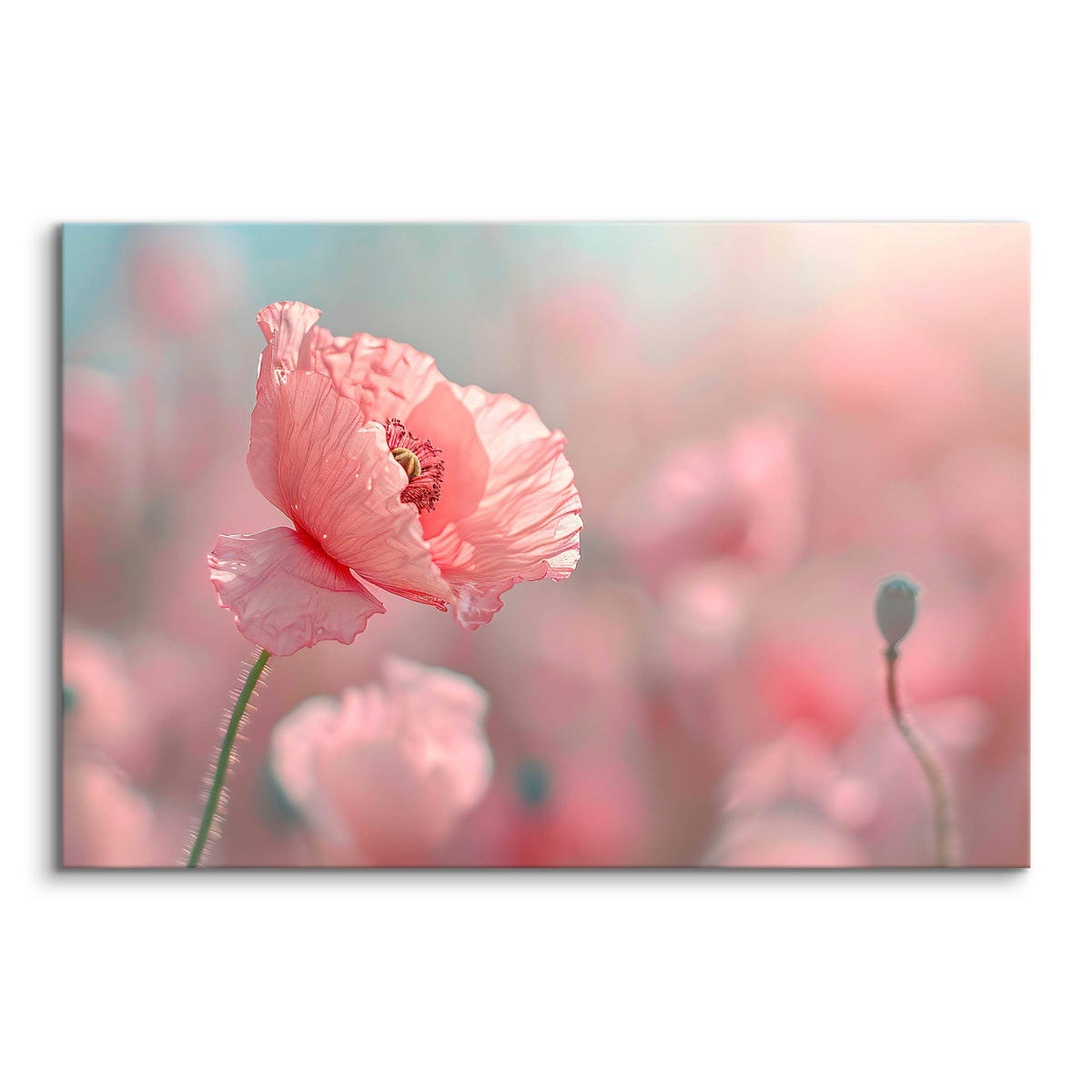 LEINWANDBILD für Wohnzimmer Mohnblumen Pflanzen Natur 120cm x 80cm - Blau/Rosa, Textil (120/80cm) - Muralo