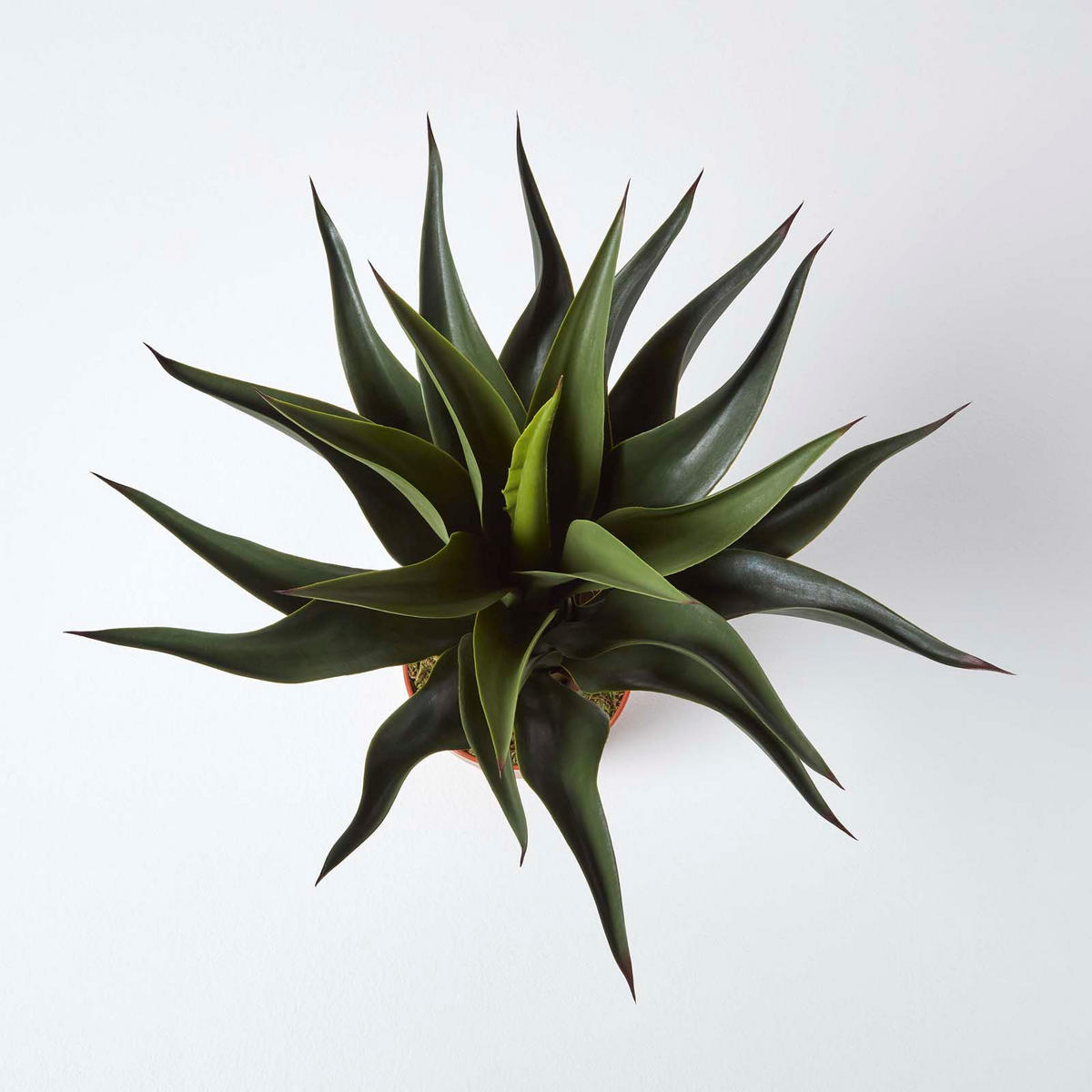 KUNSTPFLANZE Agave, 60 cm - Grün, Kunststoff (60cm) - Homescapes