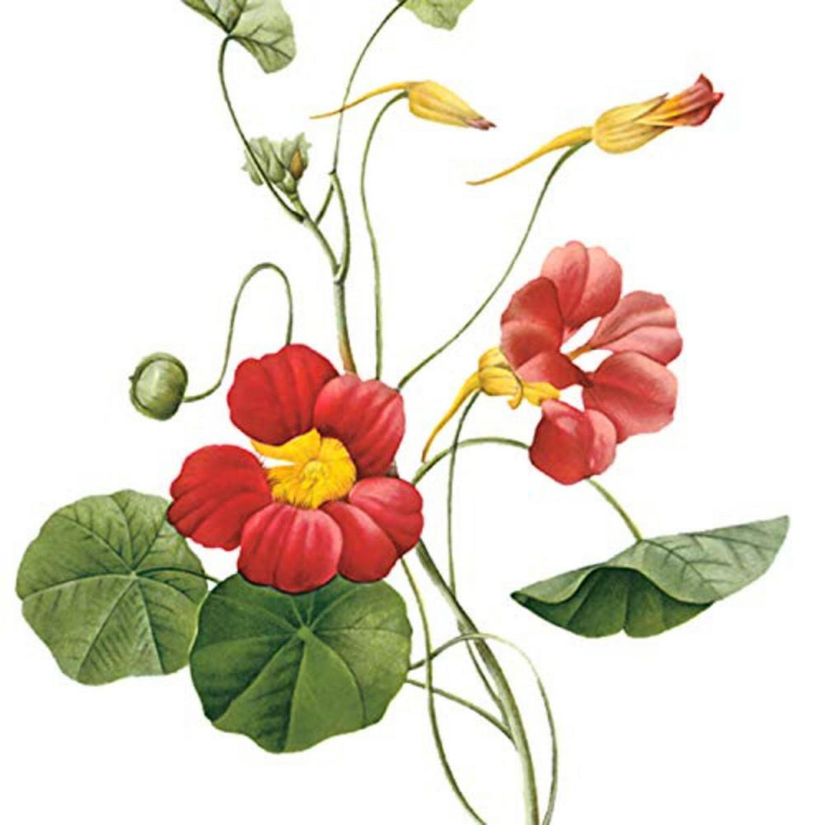 POSTER Set mit 4 Botanischen Stils Sensitive A3 Rahmenlos - Klar, Papier (29.7/3cm) - Nacnic