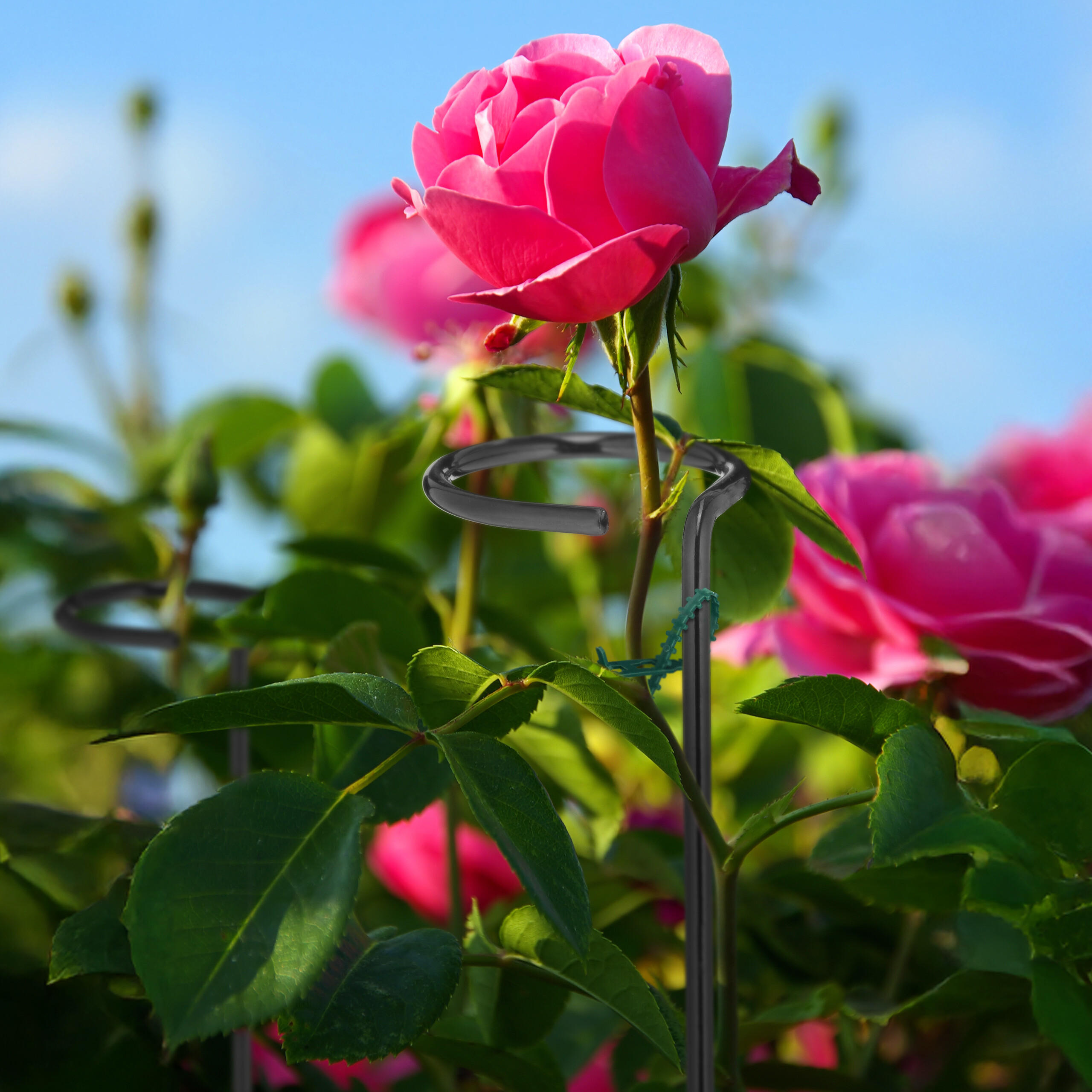 6xPFLANZSTÄBE - Schwarz, Metall (6/80/6cm) - Relaxdays