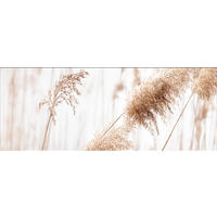 GLASBILD 80x30 cm Pampasgras beige - Beige, Glas (80/30cm) - artissimo