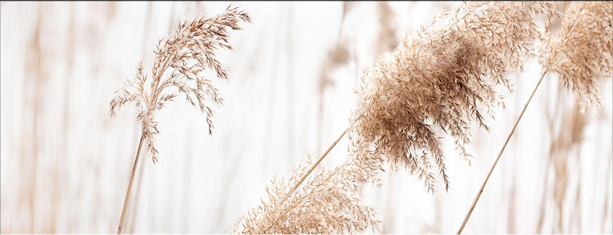 GLASBILD 80x30 cm Pampasgras beige - Beige, Glas (80/30cm) - artissimo