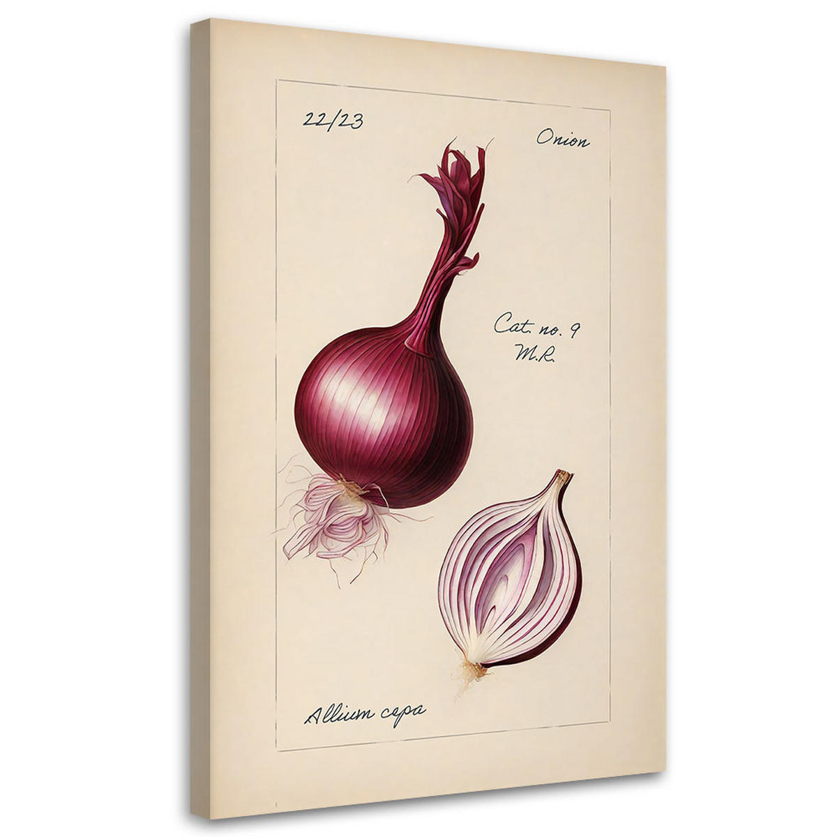 WANDBILD weinlese gemüse zwiebeln - Beige, Textil (40/60cm) - Feeby