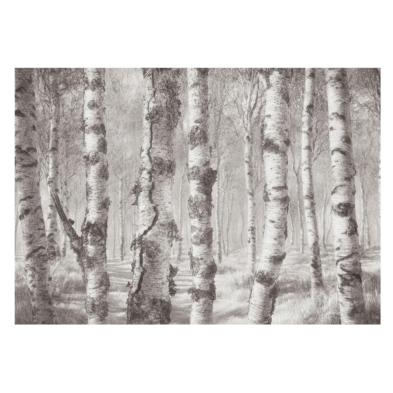 FOTOTAPETE 208x146 cm - Birkenwald - Schwarz, Textil (208/146cm) - Wallfluent
