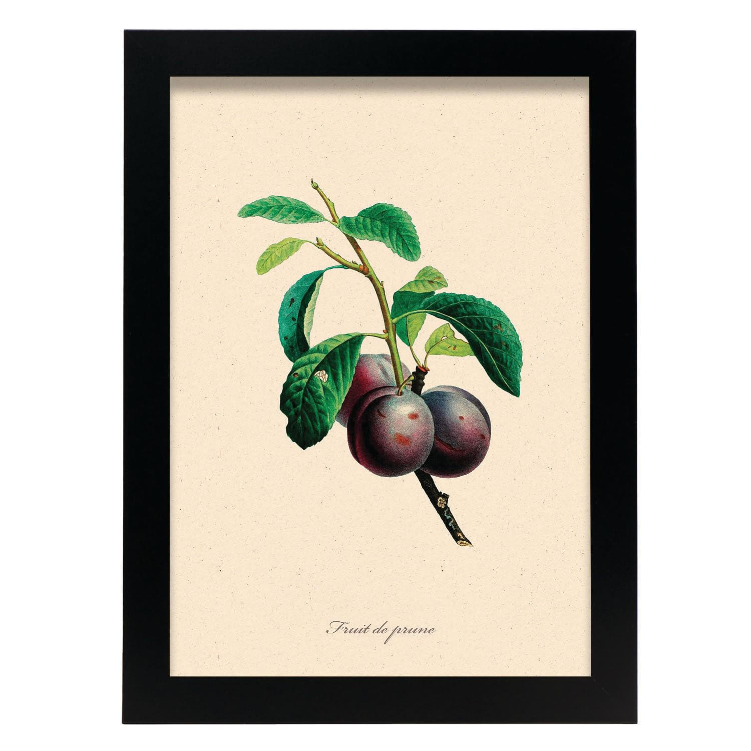 POSTER Pflaume A4 Schwarzer Rahmen - Schwarz, Papier (29.7/5/21cm) - Nacnic