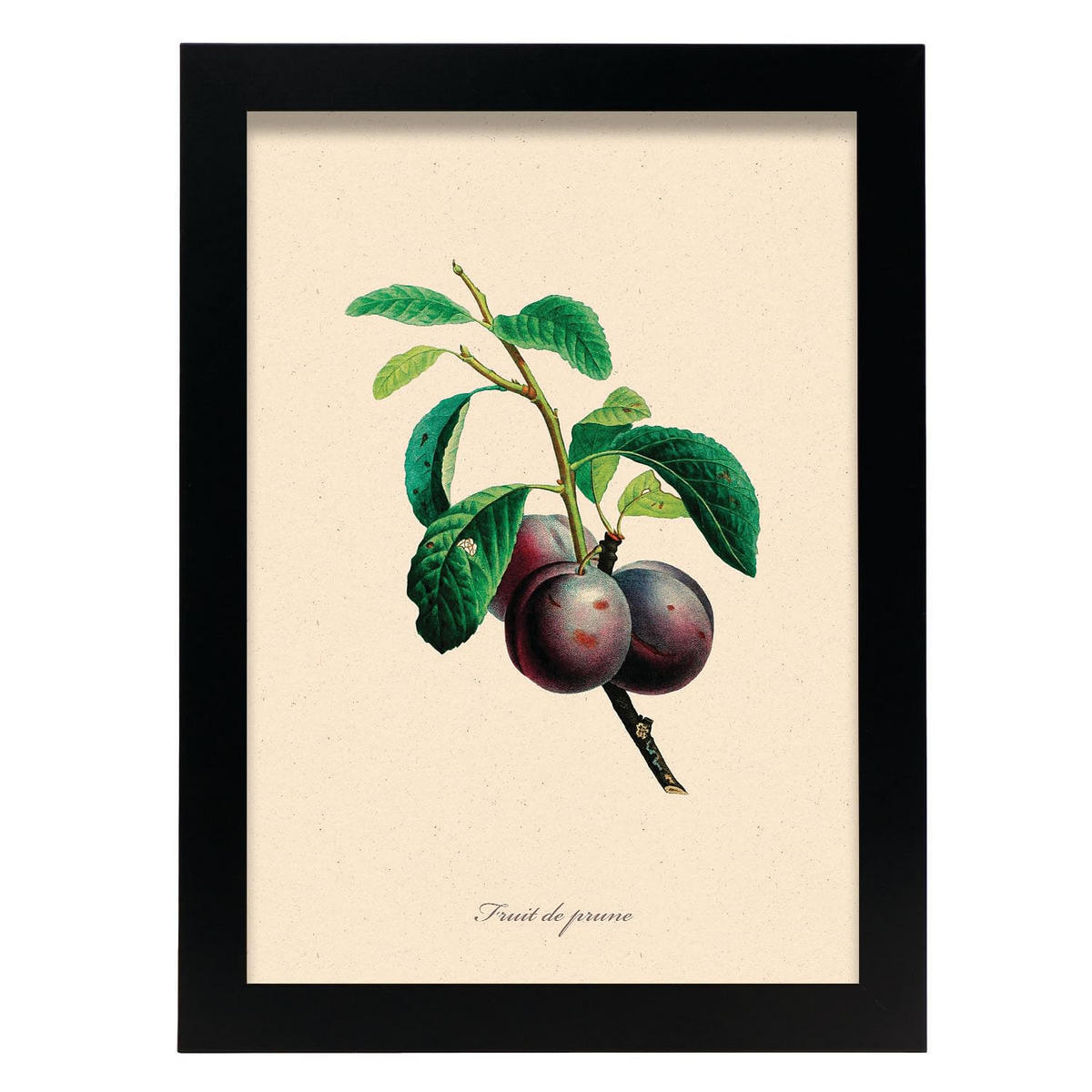 POSTER Pflaume A4 Schwarzer Rahmen - Schwarz, Papier (29.7/5/21cm) - Nacnic