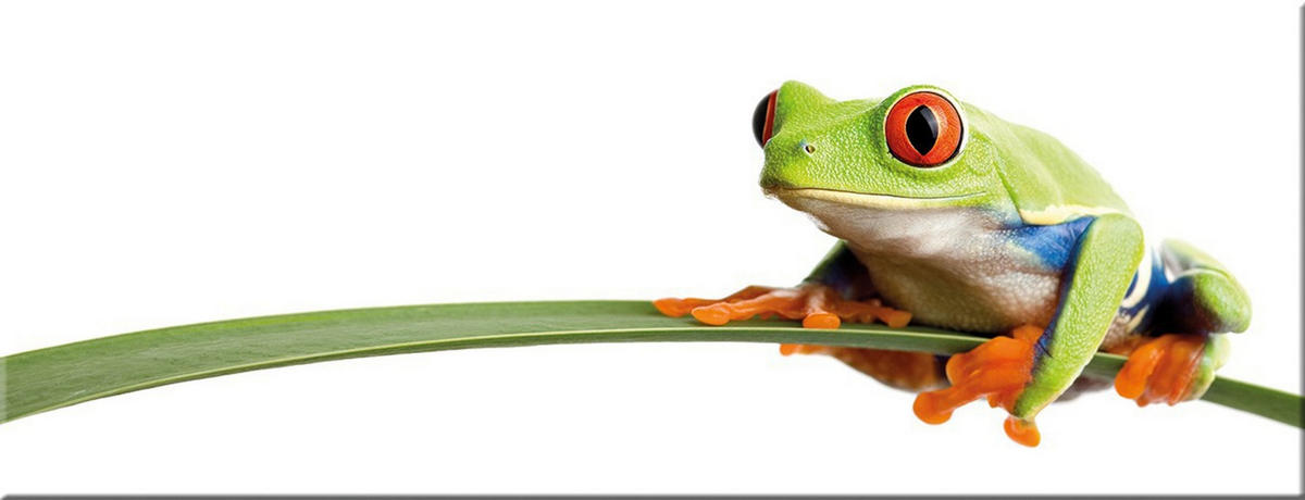 GLASBILD 80x30 cm Frosch Grün Orange - Orange, Glas (80/30cm) - artissimo