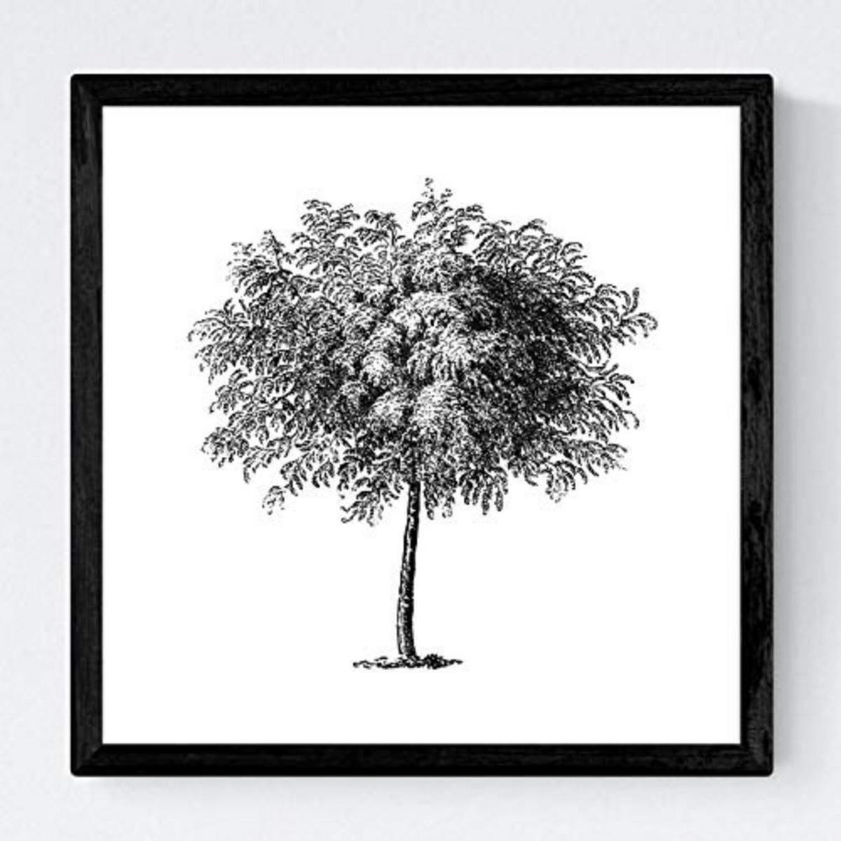 POSTER Set mit 4 Blättern der Bäume unterschiedlicher Blätter weiß 20x20cm Rahmenlos - Klar, Papier (20/3cm) - Nacnic