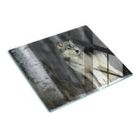 GLASPLATTE 60x52 cm Grauer Wolf - Grau, Glas (60/0.4/52cm) - TULUP