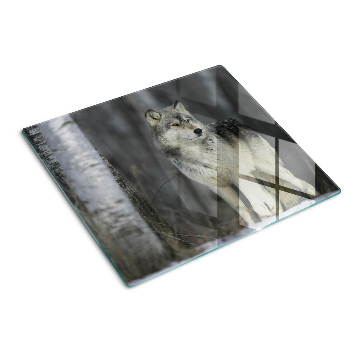 GLASPLATTE 60x52 cm Grauer Wolf - Grau, Glas (60/0.4/52cm) - TULUP