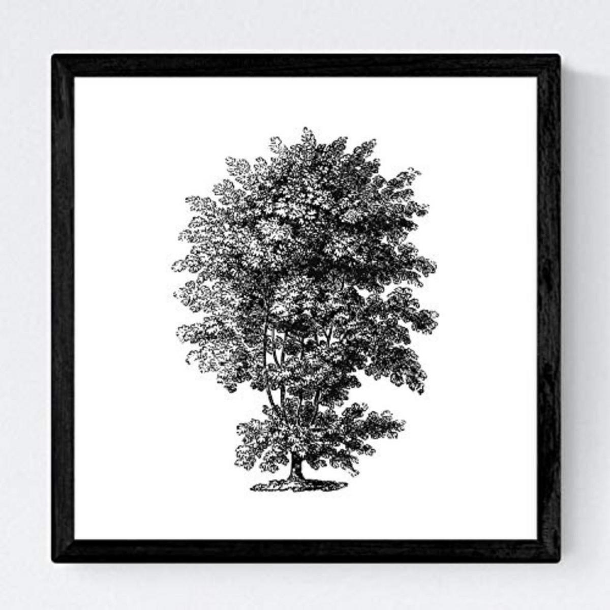 POSTER Set mit 4 Blättern der Hohe Bäume Hintergrund 30x30 cm Rahmenlos - Klar, Papier (30/3cm) - Nacnic