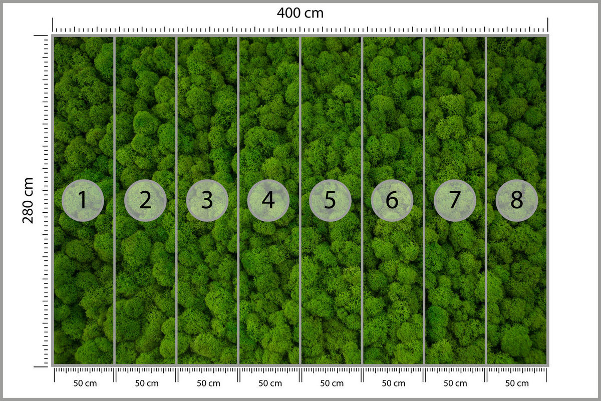 FOTOTAPETE für Jugendzimmer Dekorativer Grüner Moos Modern 400x280 - Grün, Papier (400/280cm) - Muralo