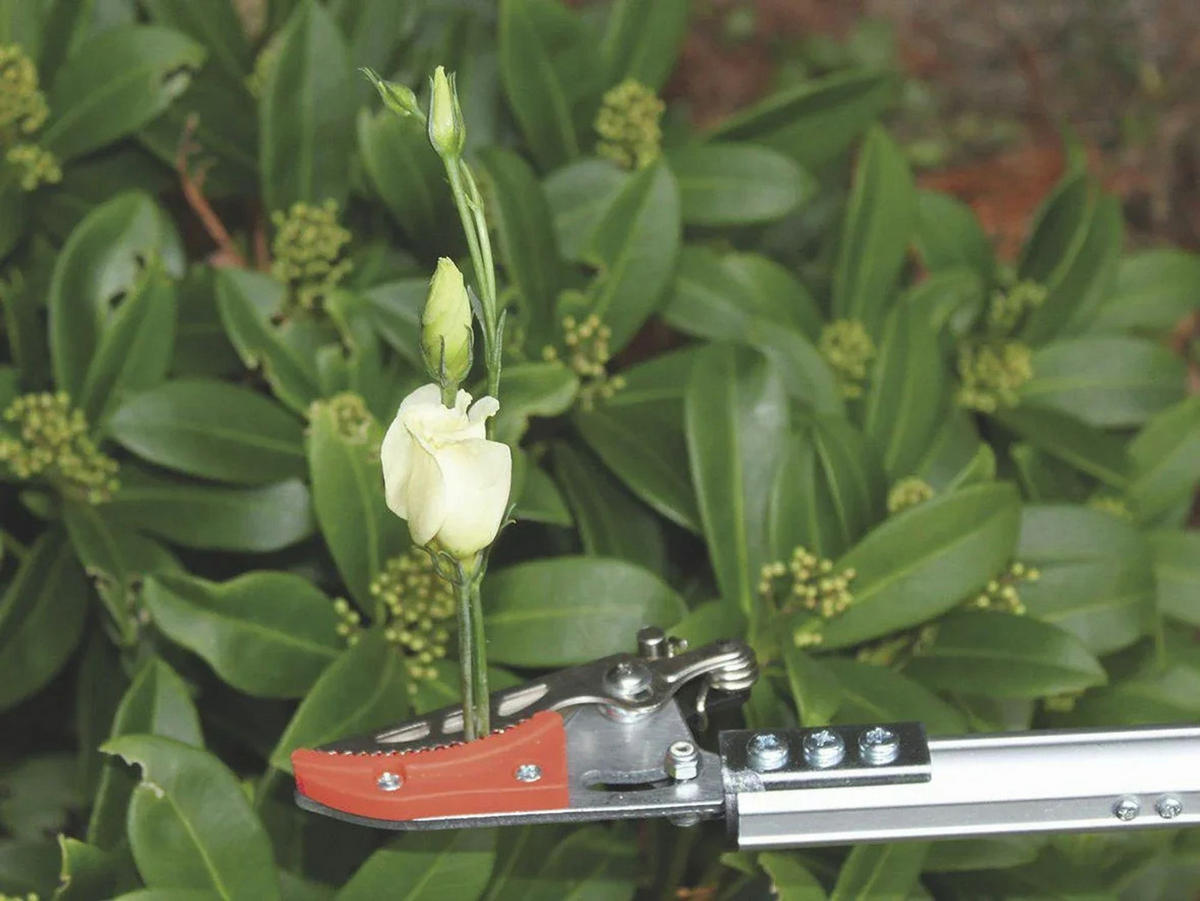 GARTENSCHERE Spezial, Aluminium, mit Schnittgut-Haltevorrichtung - Silberfarben, Metall (9/3/63cm) - Westfalia