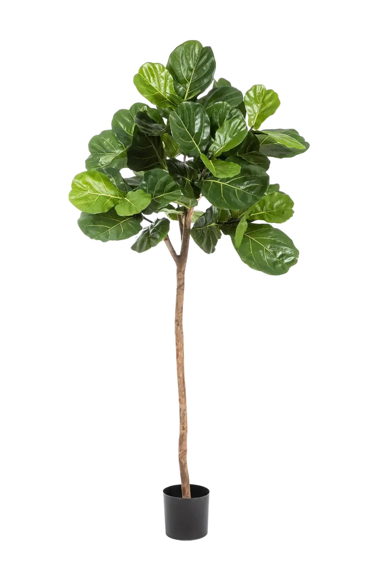 KUNSTBAUM Künstliche Geigenfeige - Leni 200 cm - Grün, Kunststoff (200cm) - aplanta