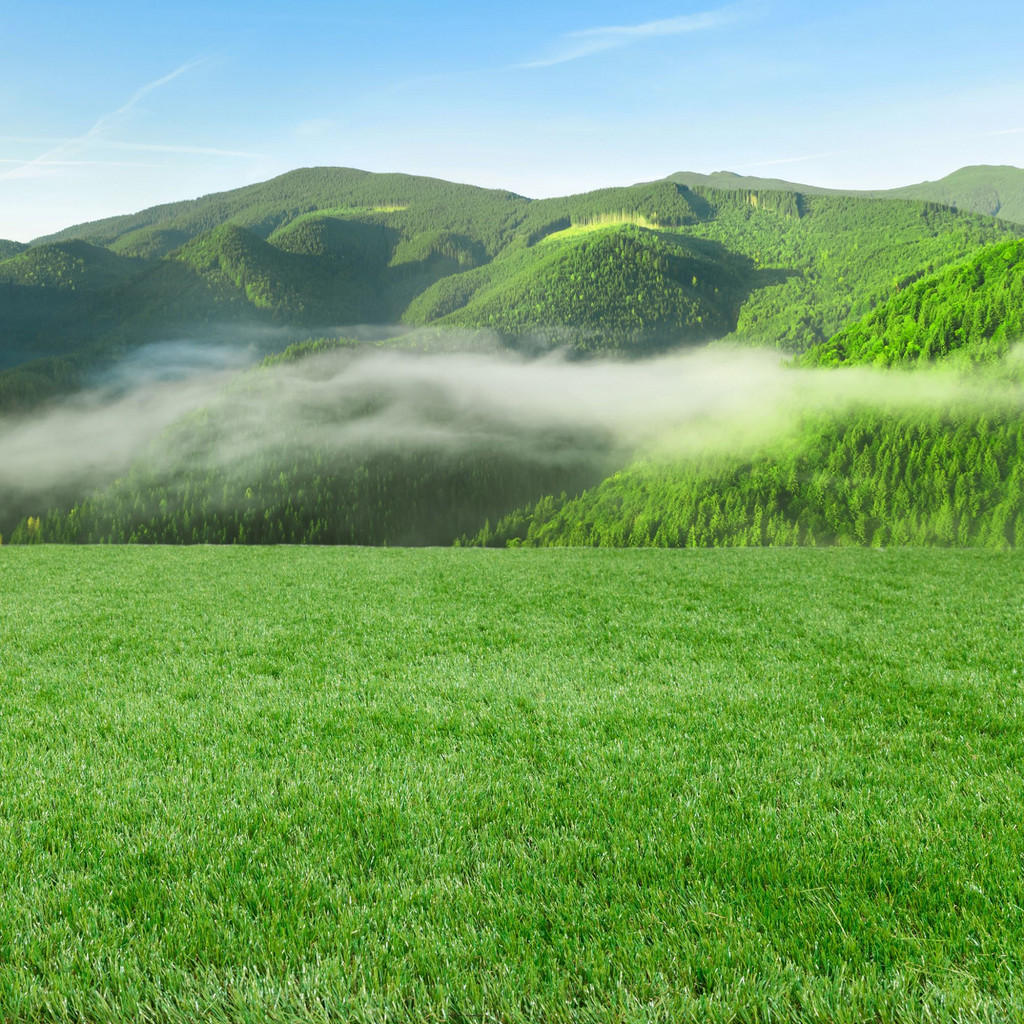 Thumbnail - Steffensmeier Ransenteppich, Grün, Kunststoff, Rechteckig, 300x300 cm, UV-beständig, Gartenzubehör, Terrassen- & Balkonb...