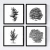 POSTER Set mit 4 Bädern Bäume variierten weißer Hintergrund 30x30 cm Rahmenlos - Klar, Papier (30/3cm) - Nacnic