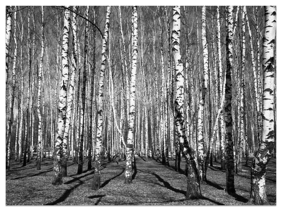 FOTOTAPETE für Wohnzimmer Birkenwald Schwarz-Weiß Minimalistisch 200x140 - Schwarz/Weiß, Papier (200/140cm) - Muralo