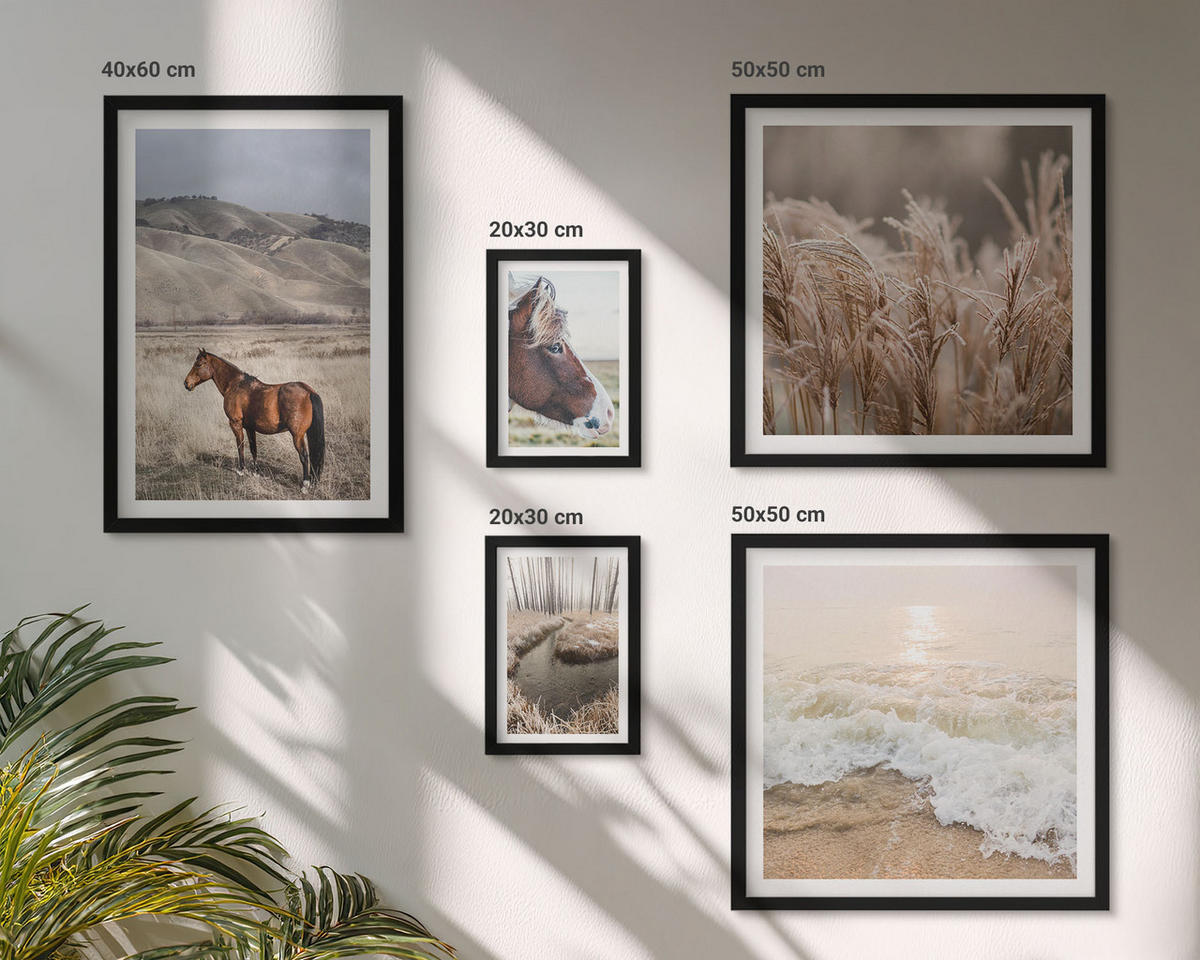BILDER SET 5er Set - 50x50 cm & 20x30 cm & 40x60 cm Schwarzer Rahmen - Pferdelandschaft Seegraswald - Schwarz, Kunststoff (40/60cm) - TULUP