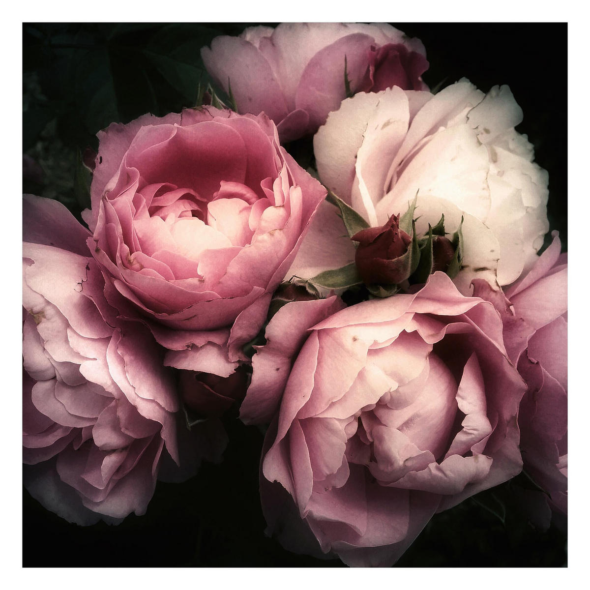 FOTOTAPETE Pfingstrosen vor Schwarz Shabby 288/288 cm - Rosa, Papier (288/288cm) - Bilderwelten