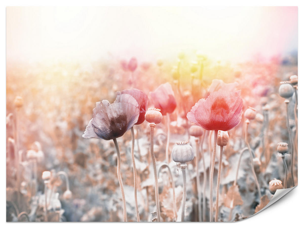 FOTOTAPETE für Wohnzimmer Mohnfeld Wiese Sonnenaufgang Natur 350x256 - Gelb/Rot, Papier (350/256cm) - Muralo