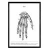 POSTER Anatomie Hand A4 Rahmenlos - Klar, Papier (29.7/5/21cm) - Nacnic