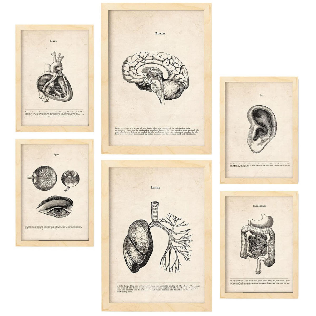 POSTER Set Mit 6 Organanatomie Größe A3 & A4 Rahmen aus hellem Holz - Beige, Papier (29.7/1cm) - Nacnic