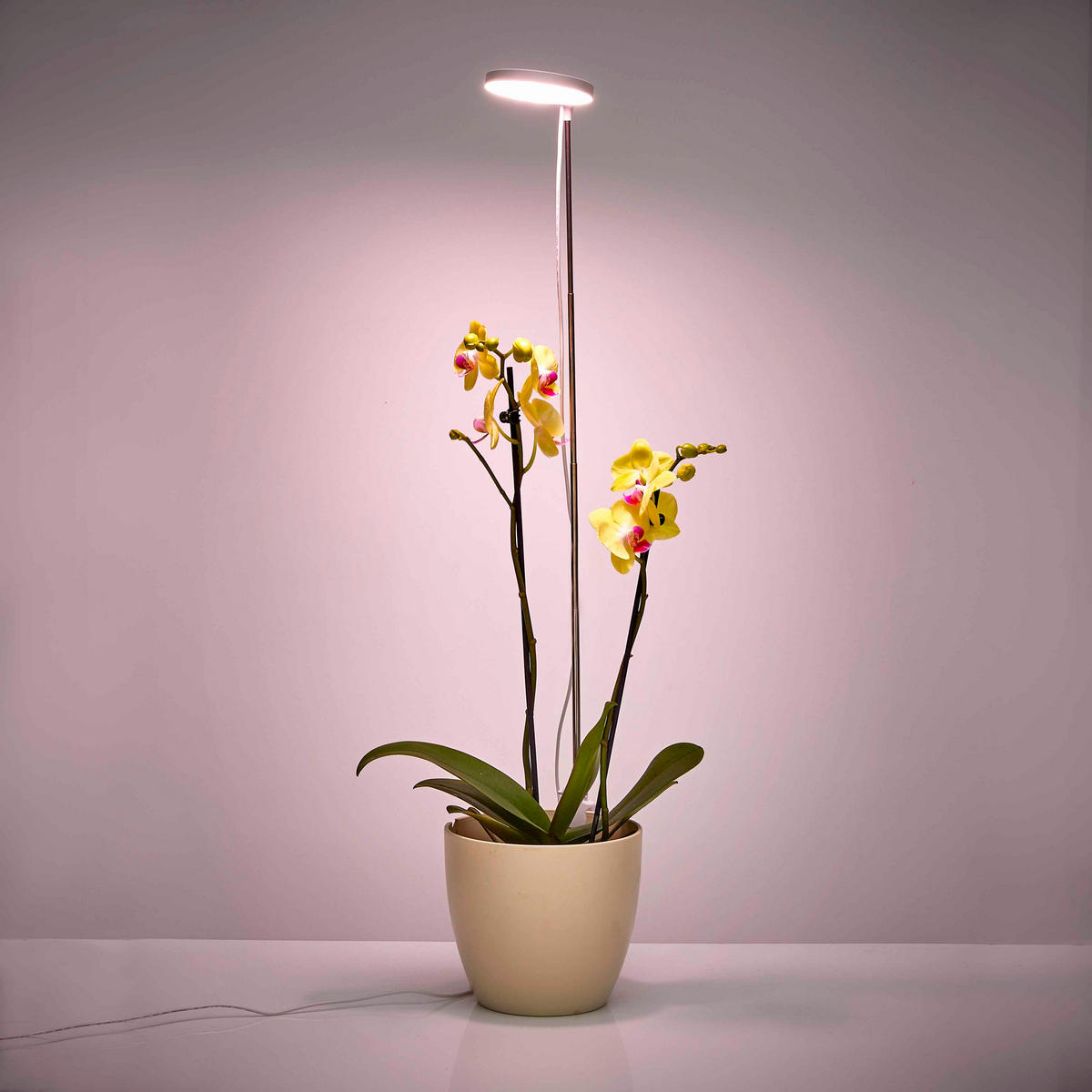 LED-PFLANZENLEUCHTE - dimmbar mit Timerfunktion und Klipphalterung für Töpfe, USB-betrieben - Weiß, Kunststoff (10/79.3/10cm) - Northpoint