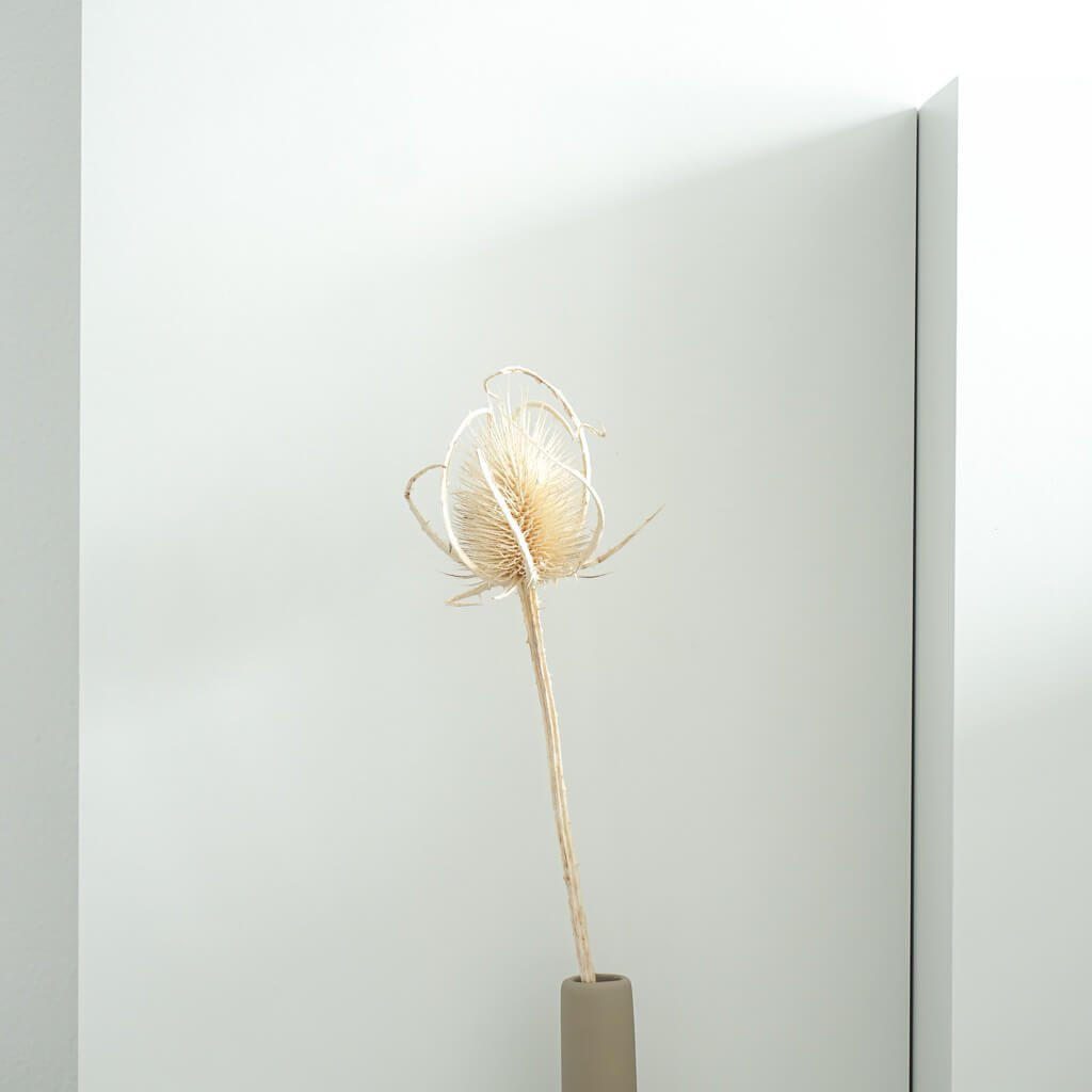 TROCKENBLUMEN Getrocknete Distel weiß - Weiß, Naturmaterialien (60cm) - Lykke & You