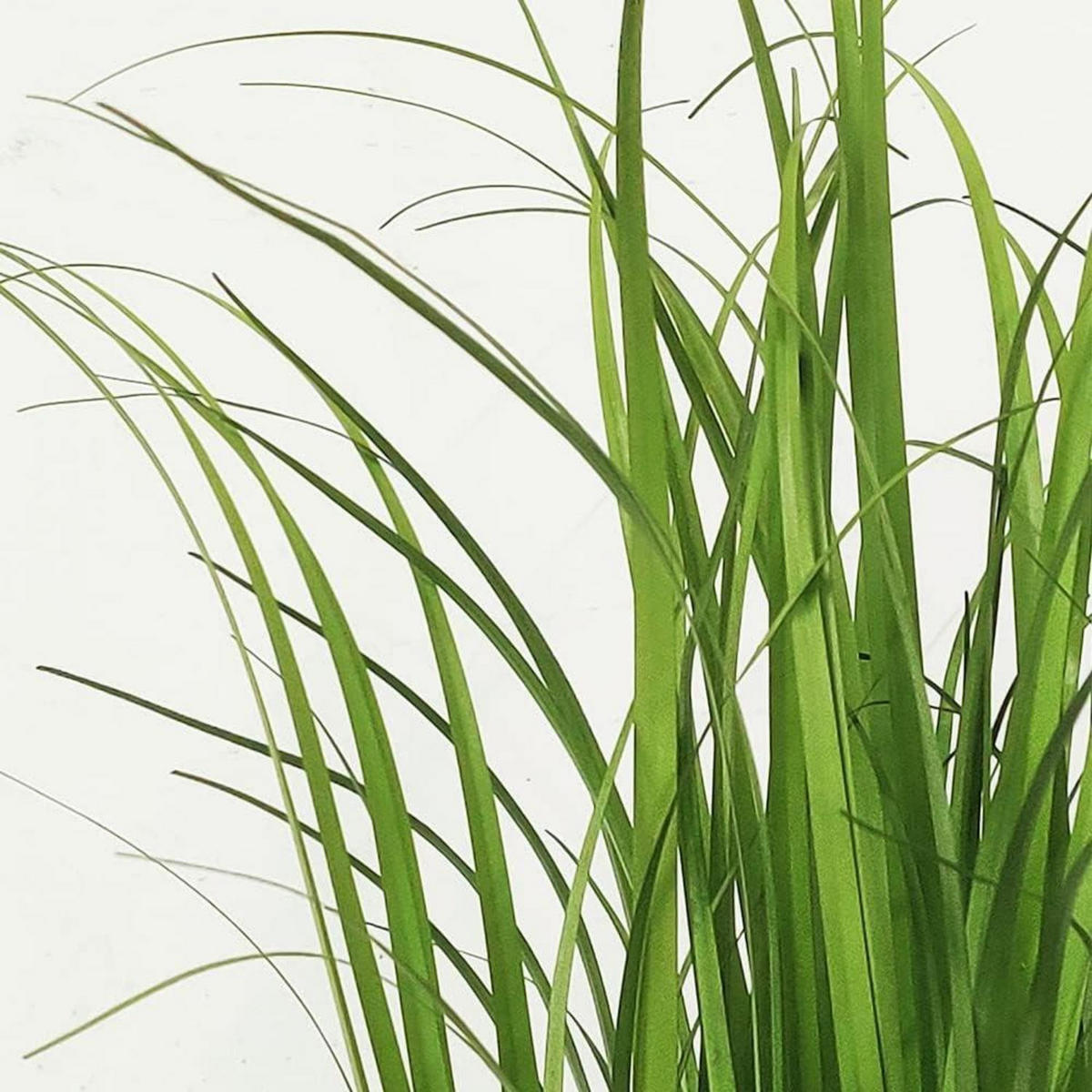 KÜNSTLICHES Gras 55 cm - Grün, Kunststoff (55cm)