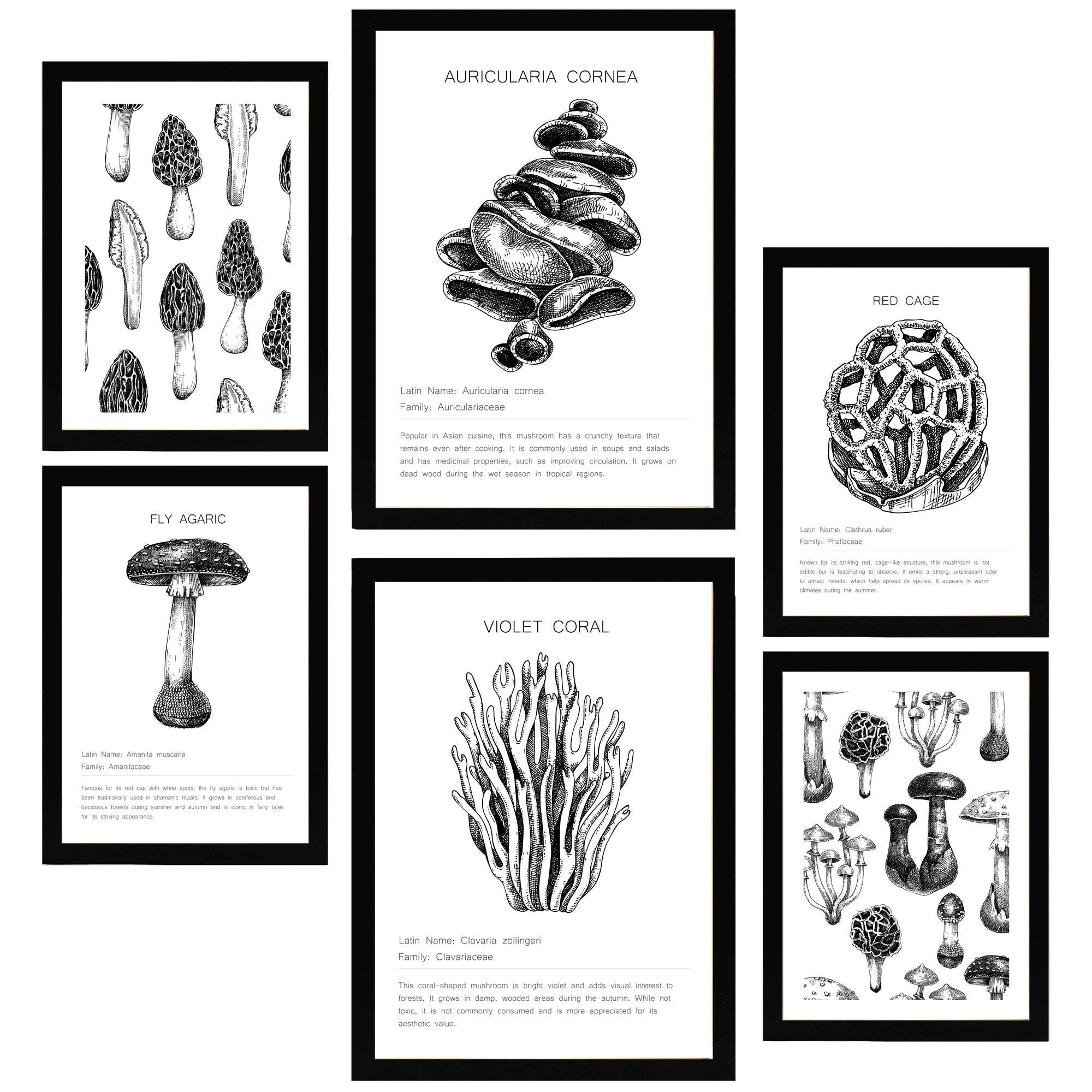 POSTER Set Mit 6 Schwarz Weiße Pilzkomposition A3 & A4 Schwarzer Rahmen - Schwarz, Papier (29/3cm) - Nacnic