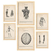 POSTER Set Mit 6 Gliedmaßen & Gehirn Medizinische Illustrationen Im Vintage Von Anatomie Körperteilen Knochen & Muskeln A3 & A4 Rahmen Aus Hellem Holz - Beige, Papier (29/3cm) - Nacnic