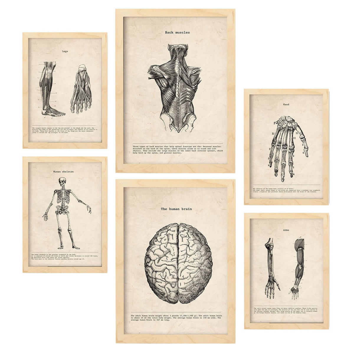 POSTER Set Mit 6 Gliedmaßen & Gehirn Medizinische Illustrationen Im Vintage Von Anatomie Körperteilen Knochen & Muskeln A3 & A4 Rahmen Aus Hellem Holz - Beige, Papier (29/3cm) - Nacnic