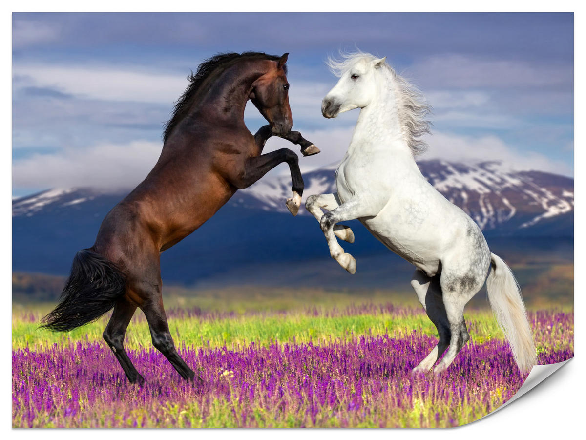 FOTOTAPETA Pre Jedáleň Kone Levanduľové Pole Hory Provensálsko 350 x 256 cm - hnedá/čierna, papier (350/256cm) - Muralo