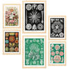 POSTER Set Mit 6 Botanisch Blumig A3 & A4 Rahmen Aus Hellem Holz - Beige, Papier (29/3cm) - Nacnic