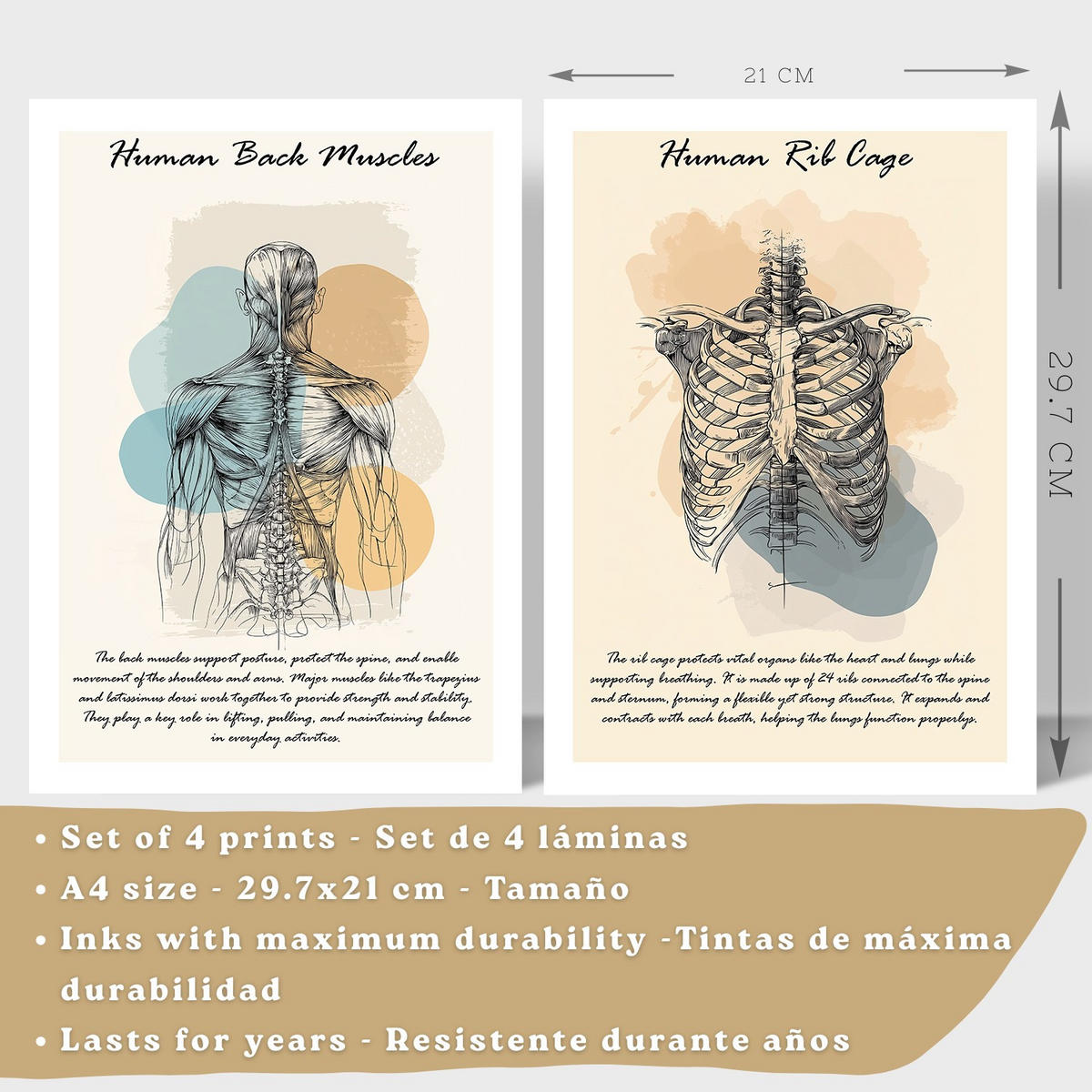 POSTER Set aus 4 Anatomie Mensch Lernposter Drucke und Wandbilder mit Muskeln Rücken Rippen Gehirn und Schädel Modernes Design Größe Weißer Rahmen A4 - Weiß, Papier (21/29.7/3cm) - Nacnic